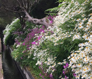 Ein kleiner Wasserlauf, rechts blühende Blumen und links eine bombastische Aussicht. So starten wir in die Levada das 25 Fontes.