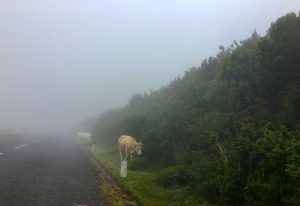 Achtung: Kühe im Nebel auf der Hochebene Paul das Serra auf Madeira.