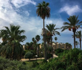 Wundervolle Aussicht in Tel Aviv-Jaffa mit Palmen und alten Gebäude