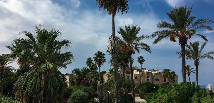 Wundervolle Aussicht in Tel Aviv-Jaffa mit Palmen und alten Gebäude