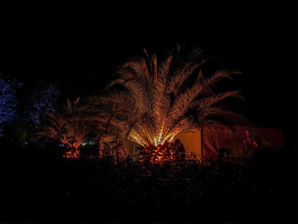Palme beim Herbstleuchten im Maxipark Hamm