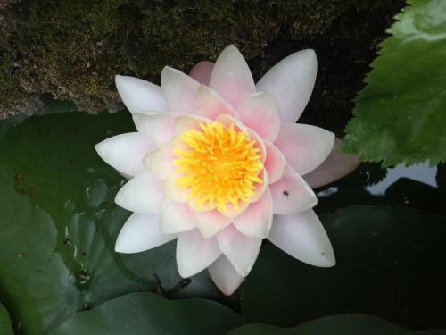 Madeira-Funchal-jardim-botanico-botanischer-garten-3