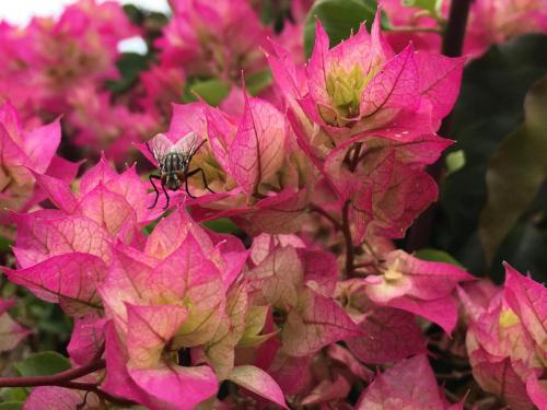 Madeira-Funchal-jardim-botanico-botanischer-garten-5