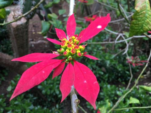 Madeira-Funchal-jardim-botanico-botanischer-garten-6