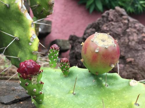 Madeira-Funchal-jardim-botanico-botanischer-garten-7
