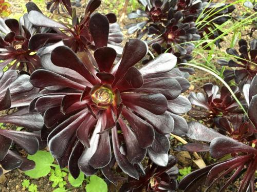 Madeira-Funchal-jardim-botanico-botanischer-garten-8