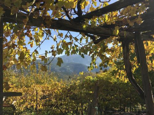 Ein Blick durch das Weinlaub in Ürünlü bei Ormana in der Türkei.