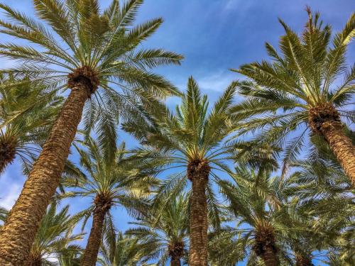 Palmen vor der Oase En Gedi in der Negev-Wüste in Israel