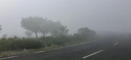 Das sieht schon etwas gruselig aus: Nebel auf der Hochebene Paul da Serra auf Madeira.